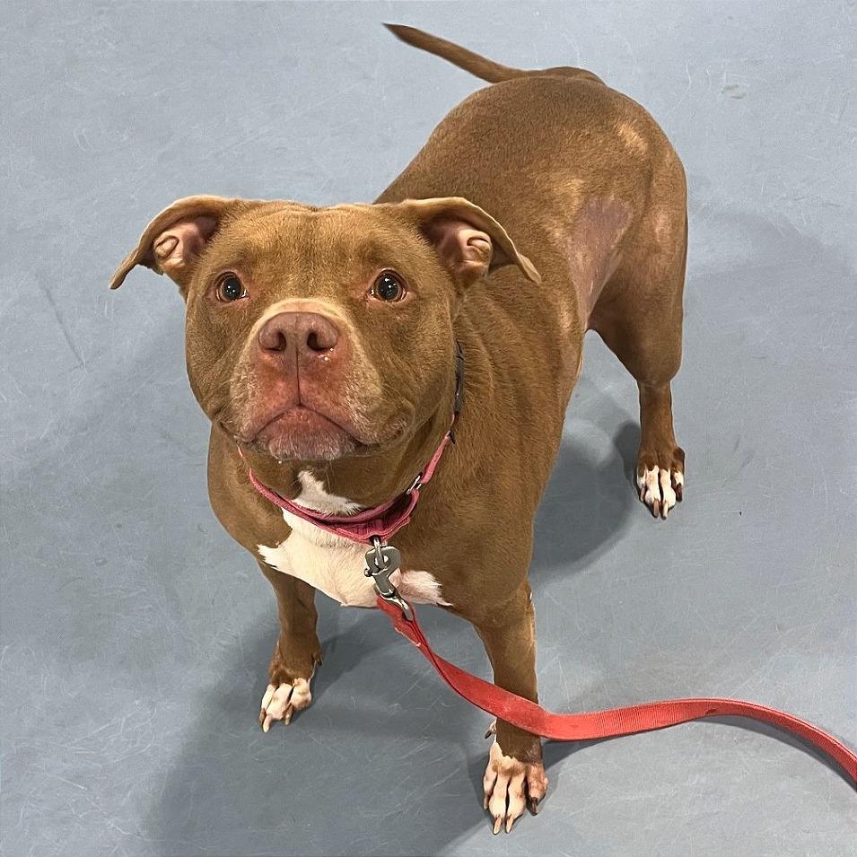 Enlarge Poochie, a Adoptable Pit Bull Terrier in Champaign, IL image 1/5