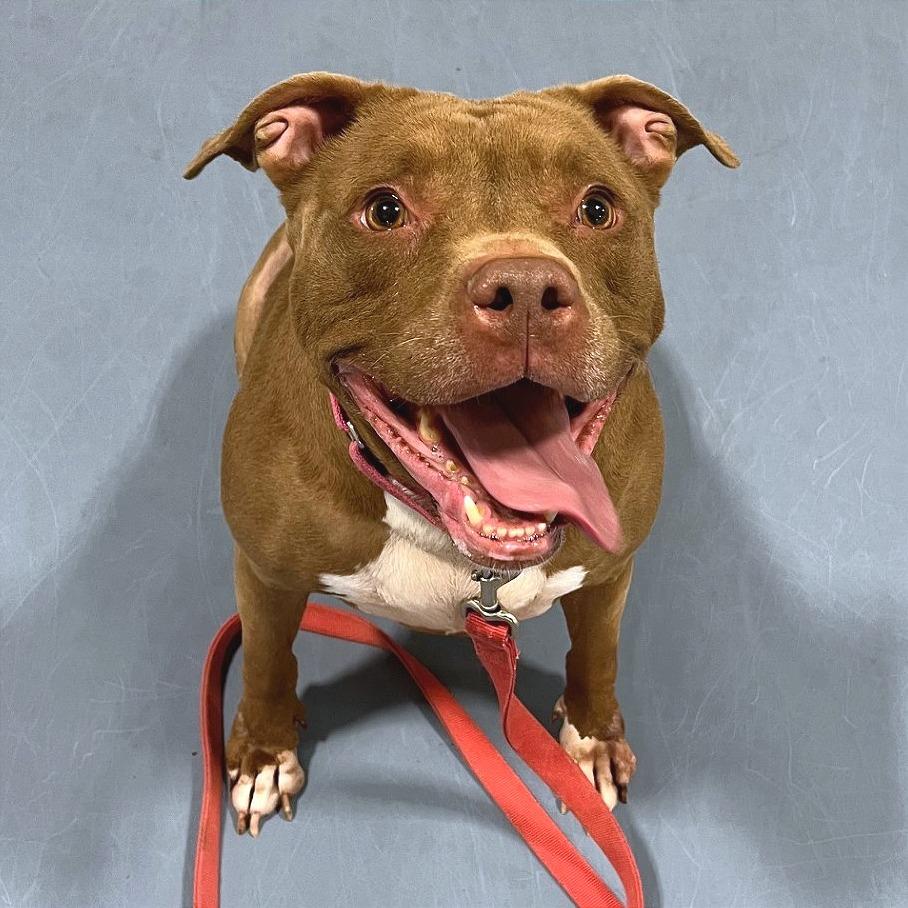 Enlarge Poochie, a Adoptable Pit Bull Terrier in Champaign, IL image 2/5