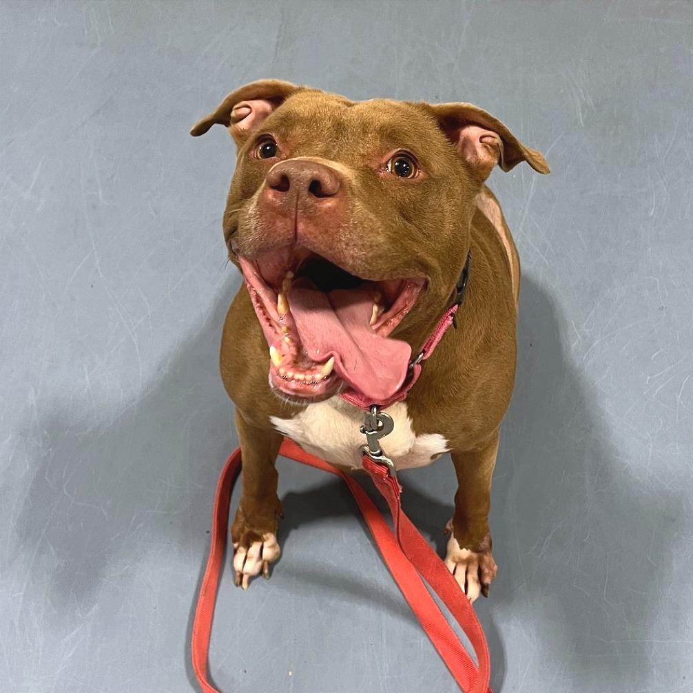 Enlarge Poochie, a Adoptable Pit Bull Terrier in Champaign, IL image 3/5