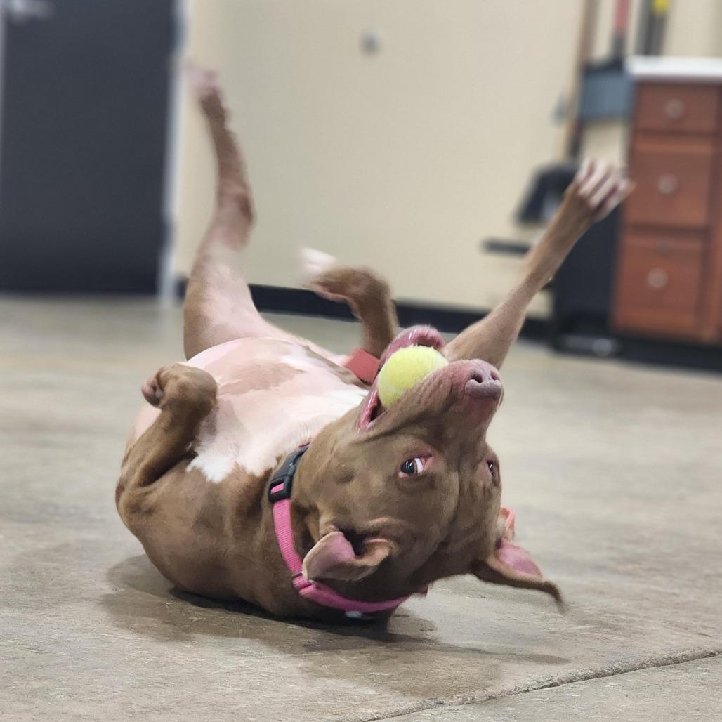 Enlarge Poochie, a Adoptable Pit Bull Terrier in Champaign, IL image 4/5