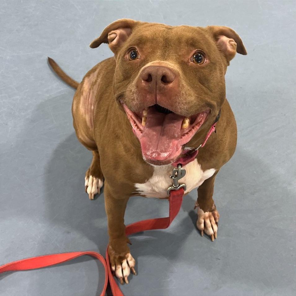 Enlarge Poochie, a Adoptable Pit Bull Terrier in Champaign, IL image 5/5