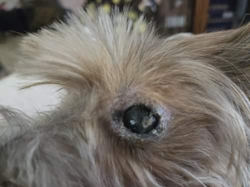 Angel, Adoptable, Senior Female Yorkshire Terrier.