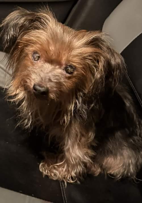 Enlarge Angel, a Adoptable Yorkshire Terrier in League City, TX image 2/6