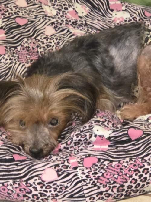 Enlarge Angel, a Adoptable Yorkshire Terrier in League City, TX image 3/6