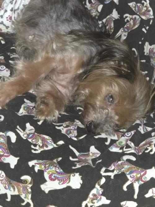 Enlarge Angel, a Adoptable Yorkshire Terrier in League City, TX image 4/6