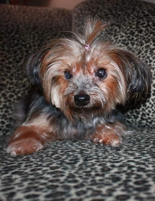 Enlarge Angel, a Adoptable Yorkshire Terrier in League City, TX image 5/6