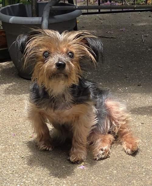 Angel, Adoptable, Senior Female Yorkshire Terrier.