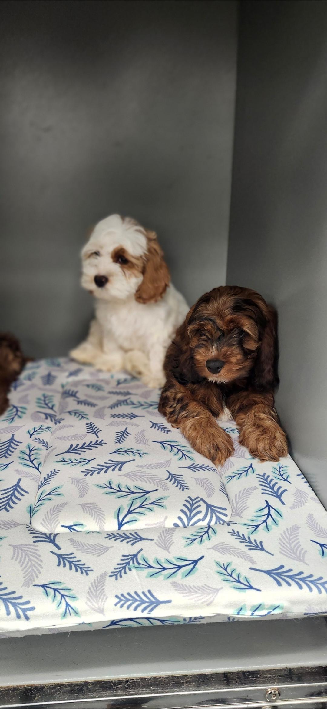 Enlarge Maisie , a ADOPTABLE Cockapoo in Torrance, CA image 2/3