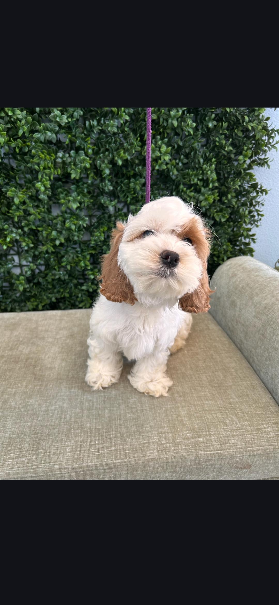 Enlarge Maisie , a ADOPTABLE Cockapoo in Torrance, CA image 3/3