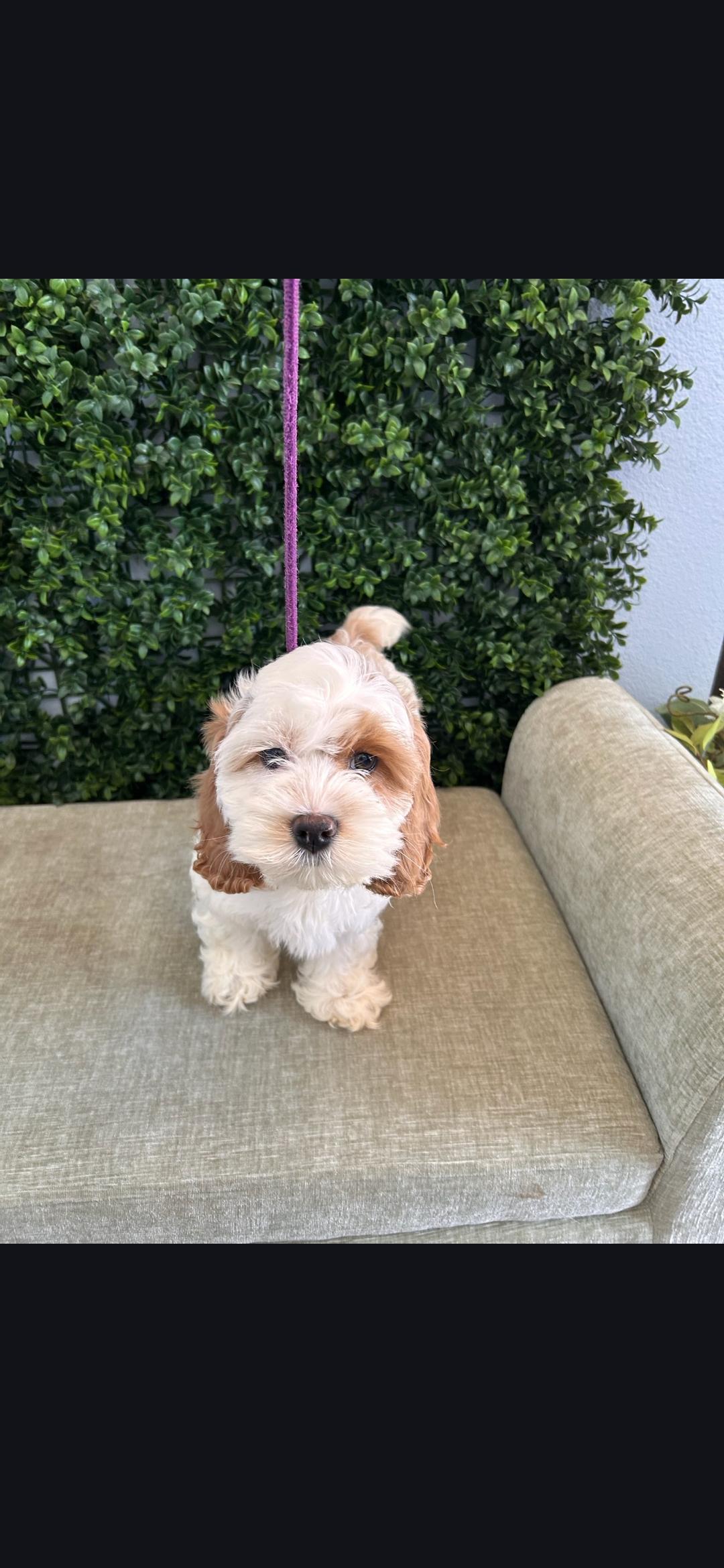 Enlarge Maisie , a ADOPTABLE Cockapoo in Torrance, CA image 1/3