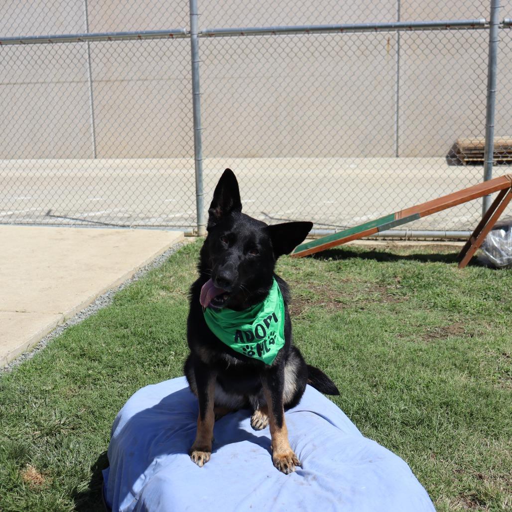 Grace, a Adoptable German Shepherd Dog in Ione, CA image 1/3