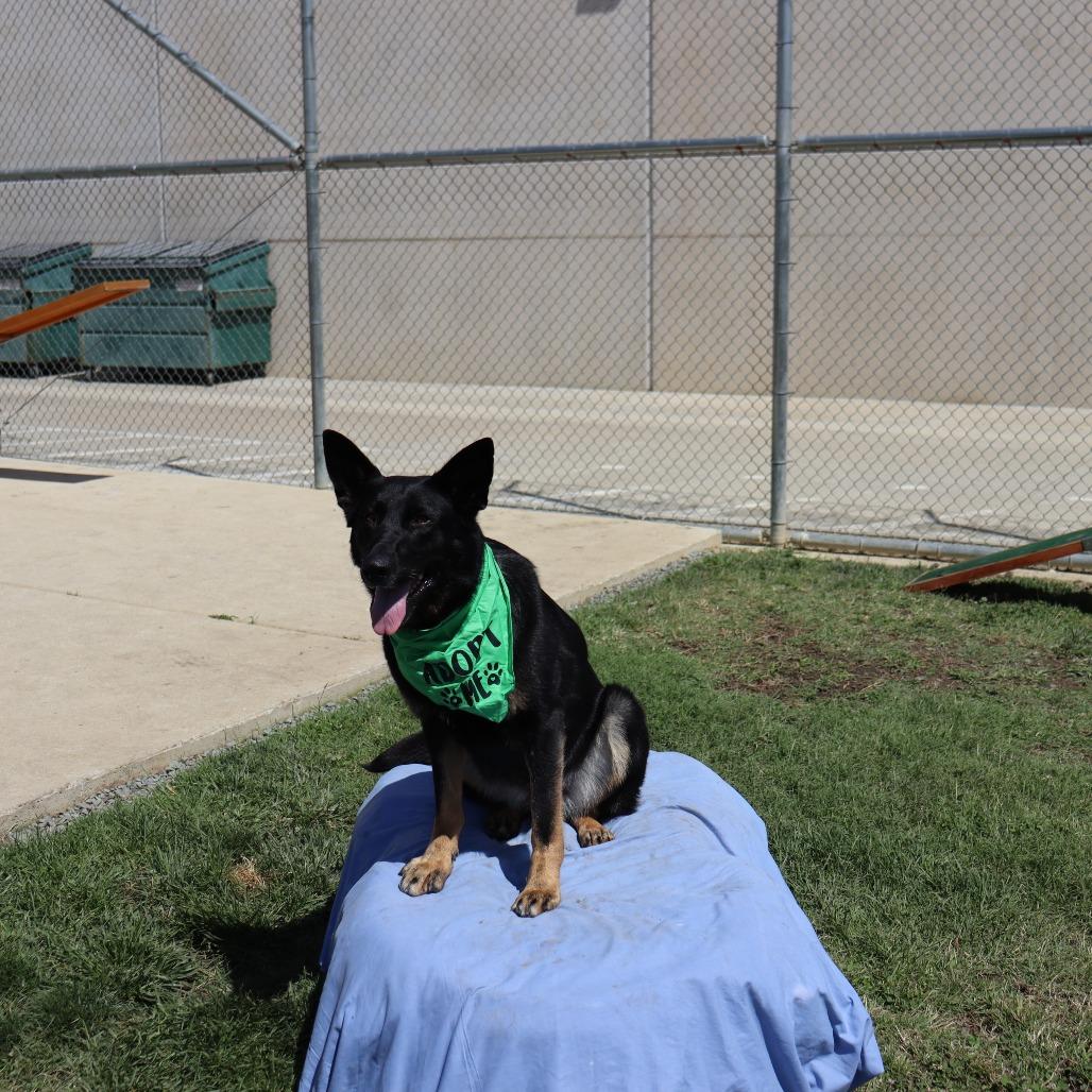 Enlarge Grace, a Adoptable German Shepherd Dog in Ione, CA image 1/3