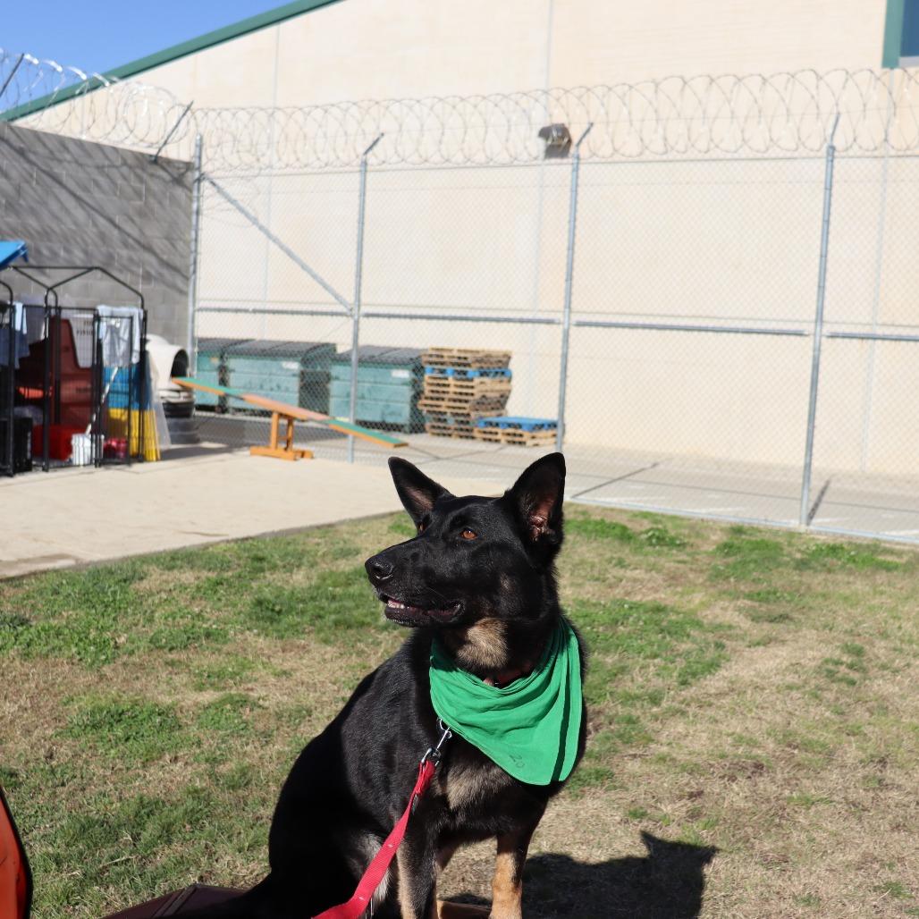 Enlarge Grace, a Adoptable German Shepherd Dog in Ione, CA image 2/3