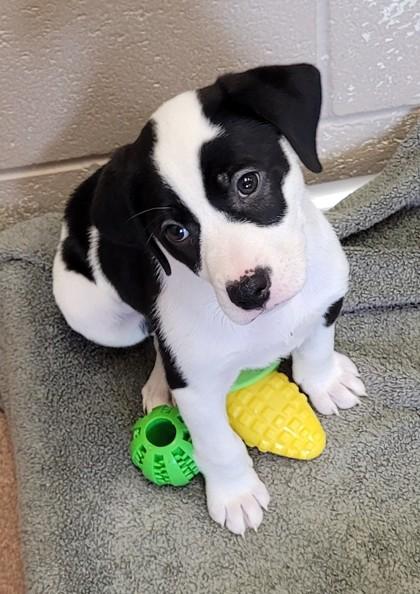 Clayface, Adoptable, Puppy Male Labrador Retriever & Mixed Breed.