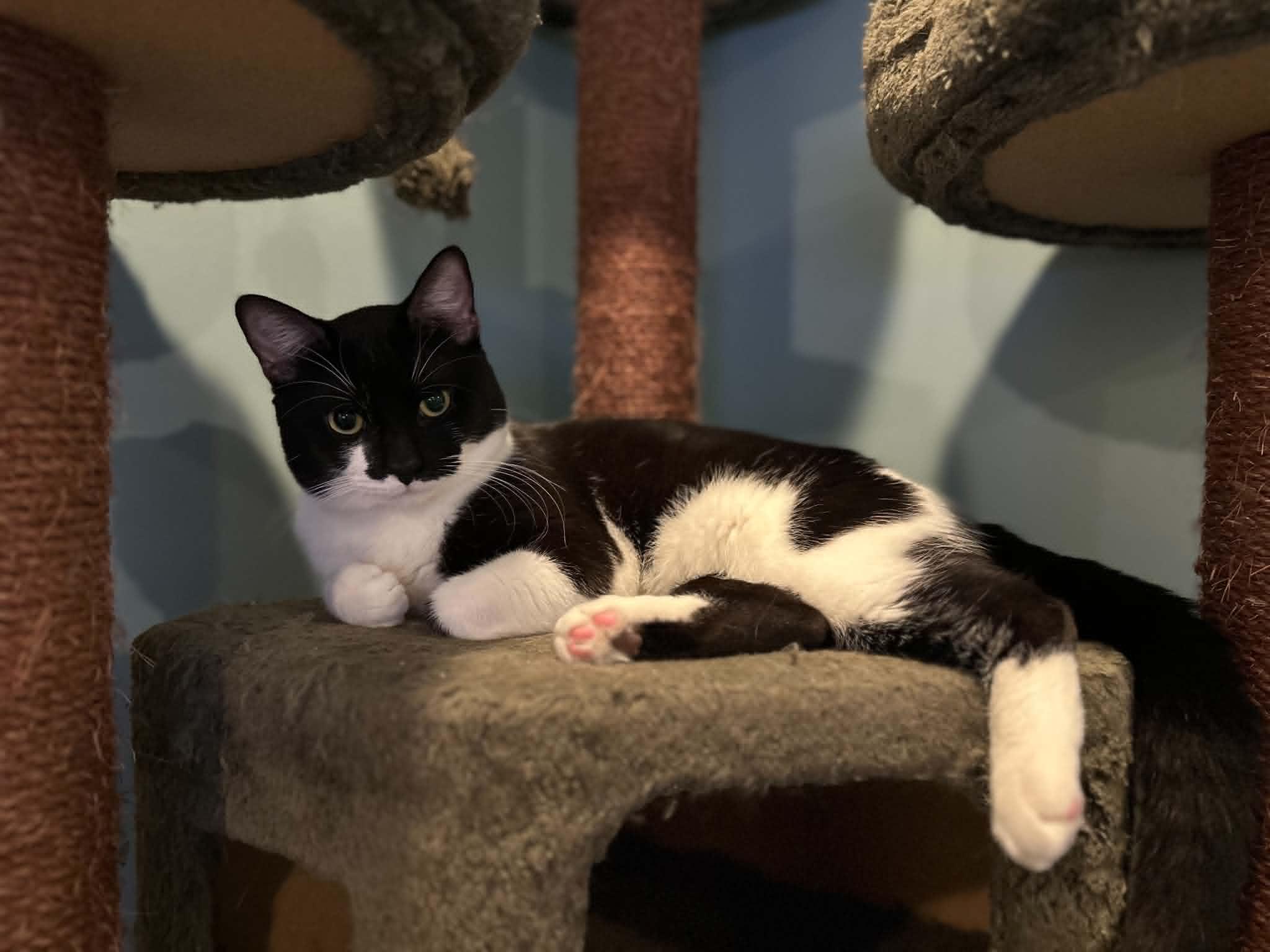Oreo, a ADOPTABLE Domestic Short Hair in Barrington Hills, IL image 3/6
