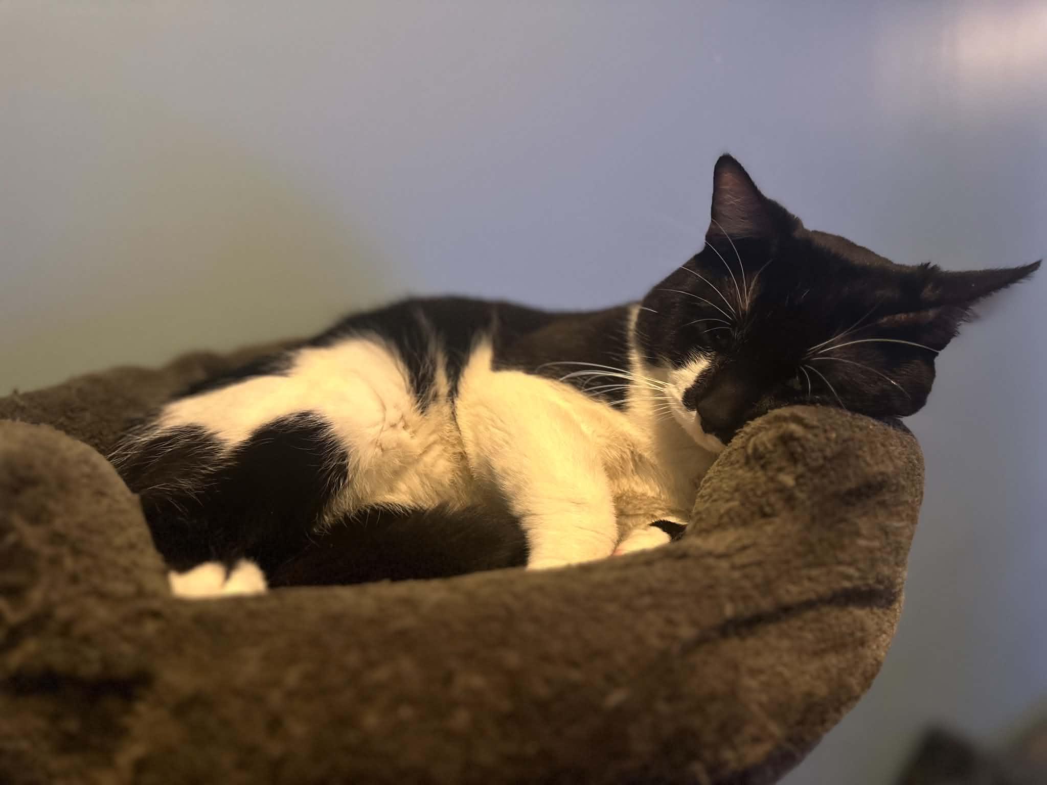 Oreo, a ADOPTABLE Domestic Short Hair in Barrington Hills, IL image 5/6