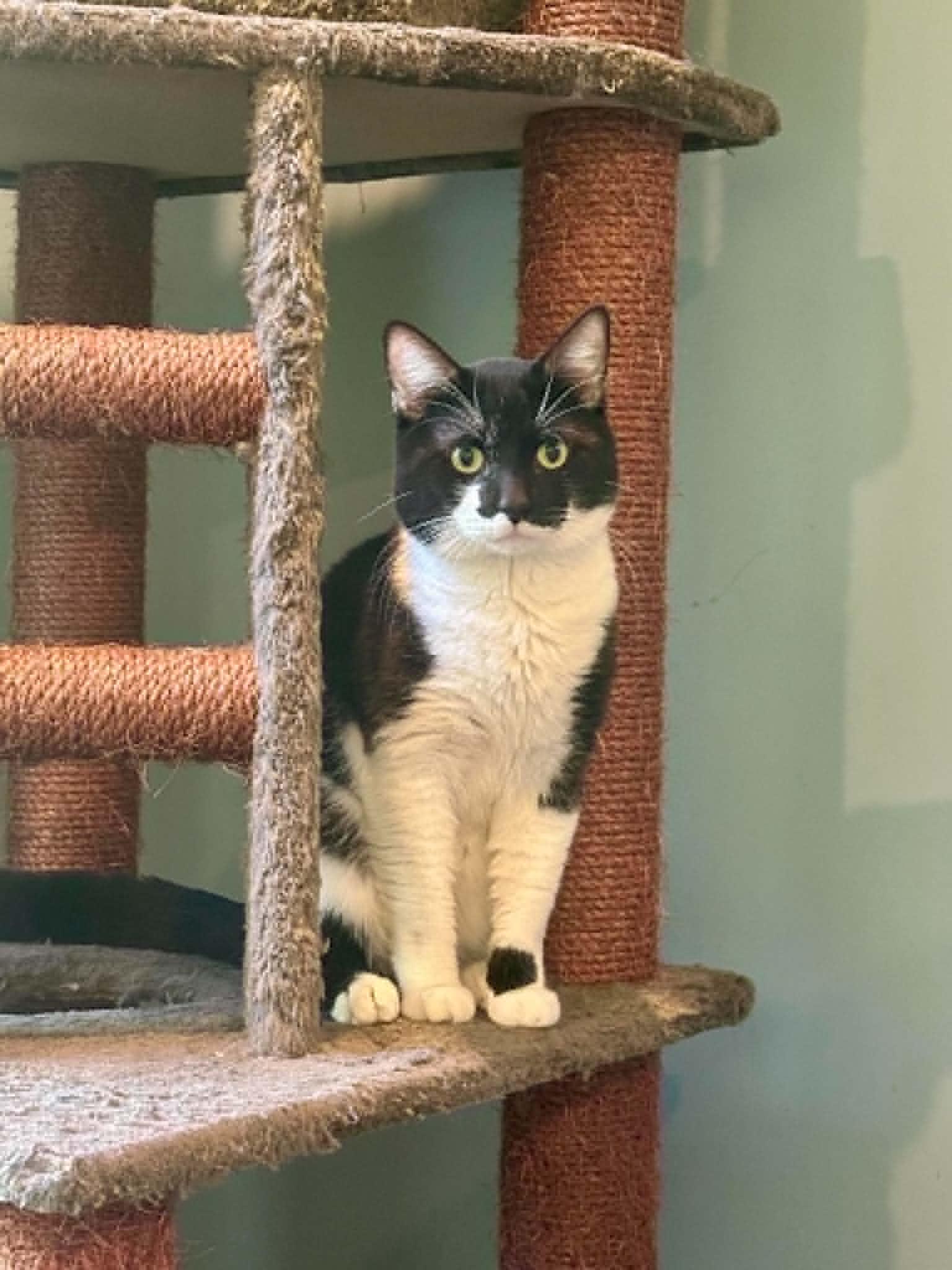 Oreo, ADOPTABLE, Kitten Male Domestic Short Hair.