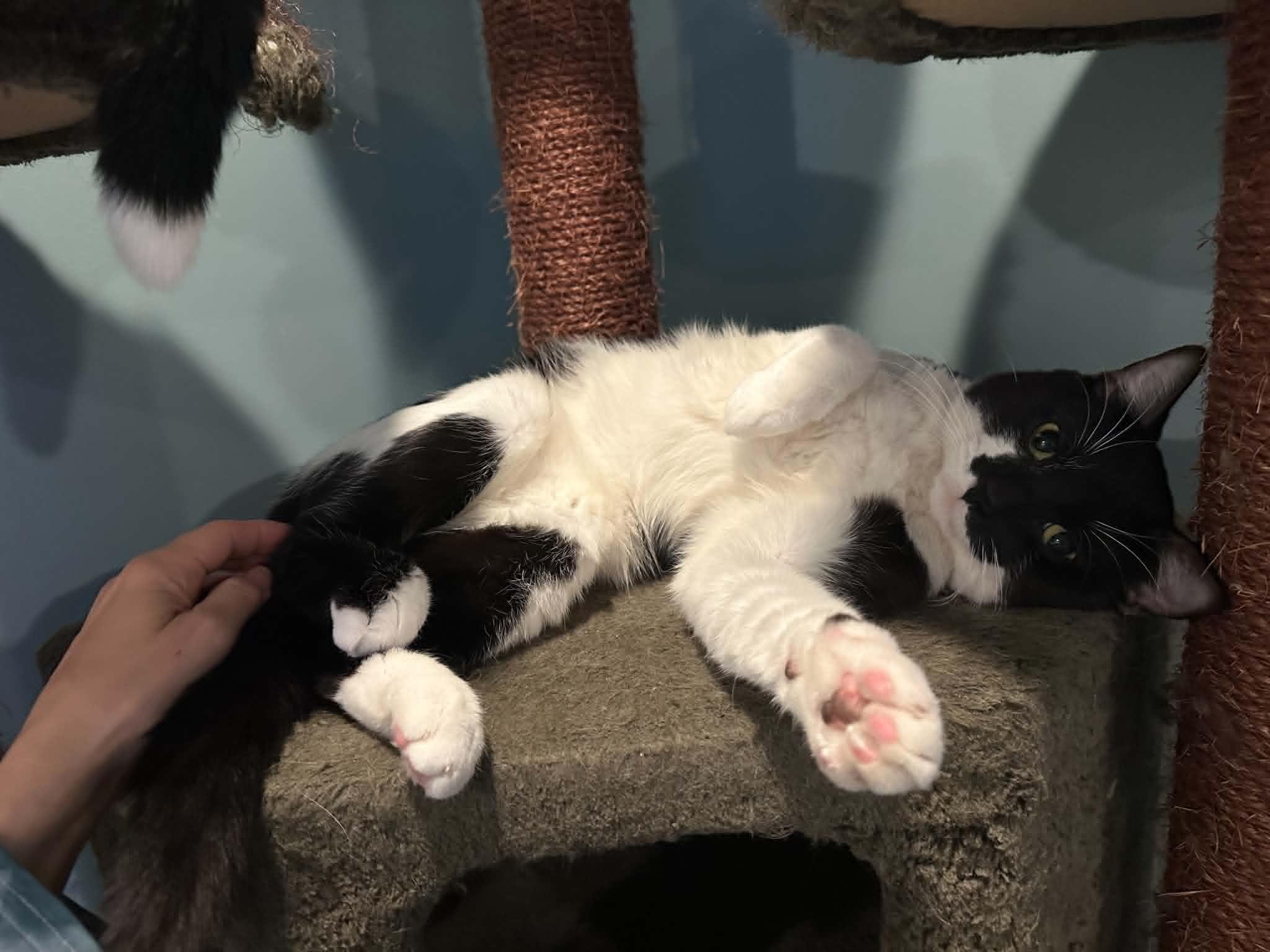 Oreo, a ADOPTABLE Domestic Short Hair in Barrington Hills, IL image 4/6