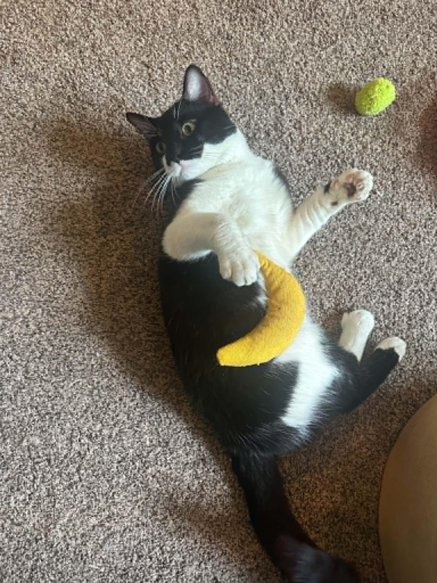 Oreo, a ADOPTABLE Domestic Short Hair in Barrington Hills, IL image 2/6