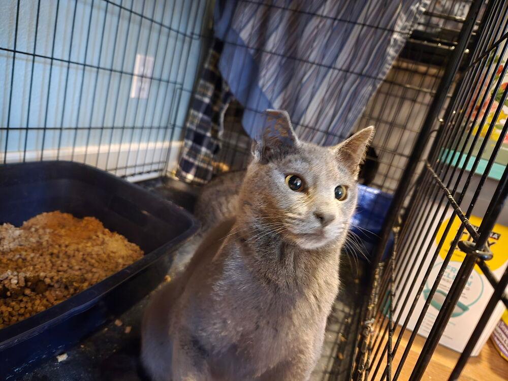 Enlarge Hillary, a Adoptable mixed breed in Plumerville, AR image 1/2