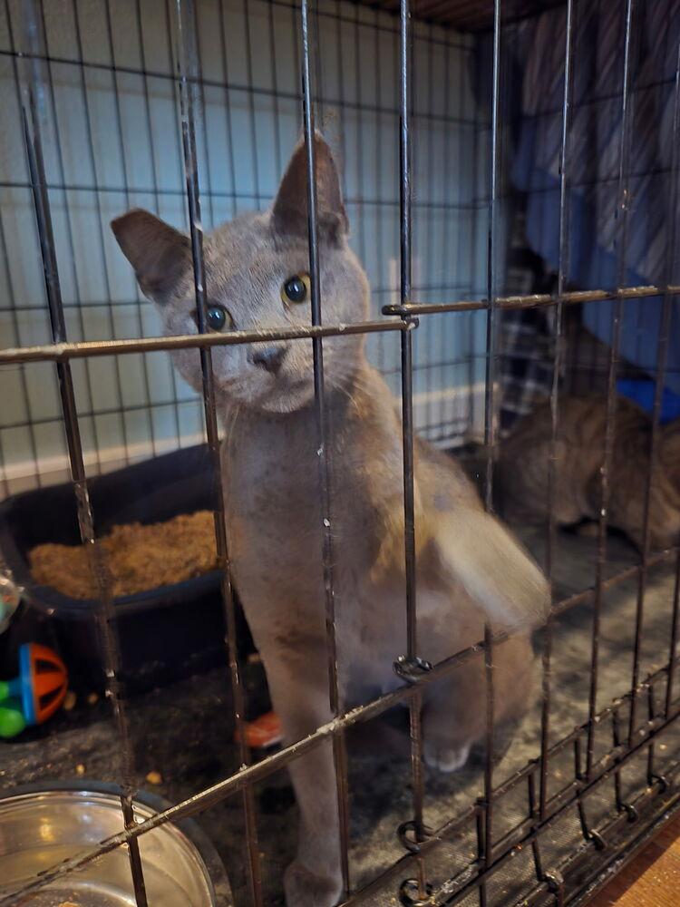 Enlarge Hillary, a Adoptable mixed breed in Plumerville, AR image 2/2