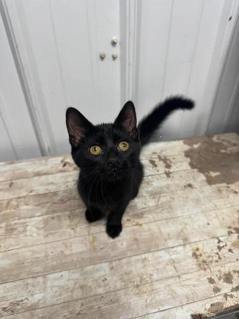 Enlarge Wenzday, a ADOPTABLE American Shorthair in Morocco, IN image 1/1