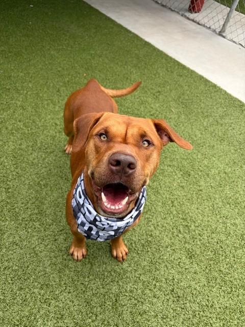 Enlarge Mister, a ADOPTABLE Pit Bull Terrier in Fayetteville, AR image 4/6