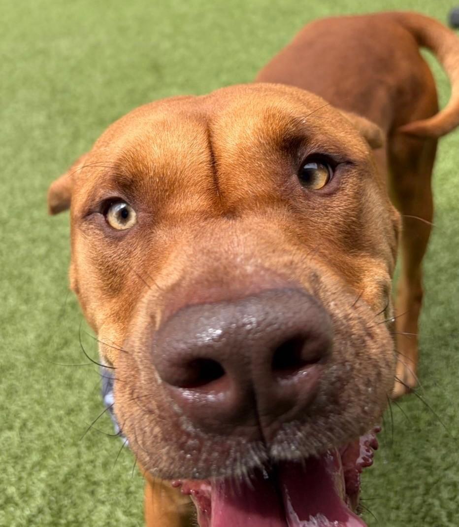 Enlarge Mister, a ADOPTABLE Pit Bull Terrier in Fayetteville, AR image 2/6