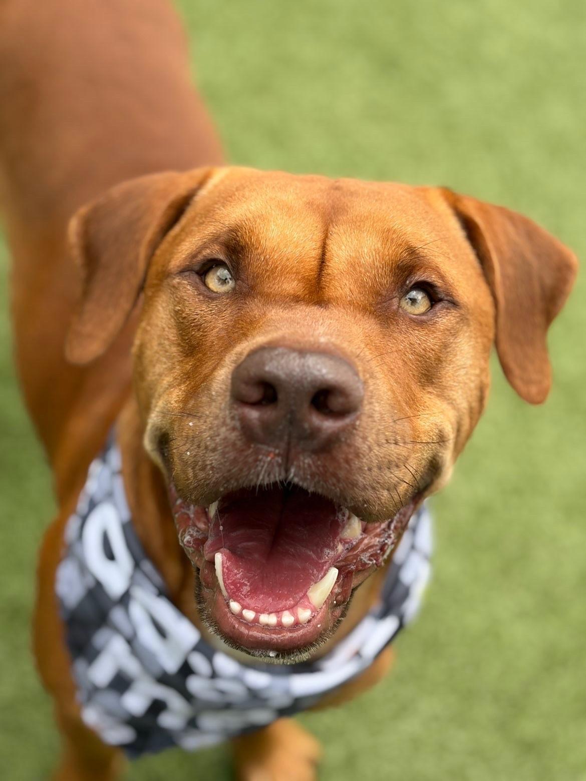 Enlarge Mister, a ADOPTABLE Pit Bull Terrier in Fayetteville, AR image 6/6