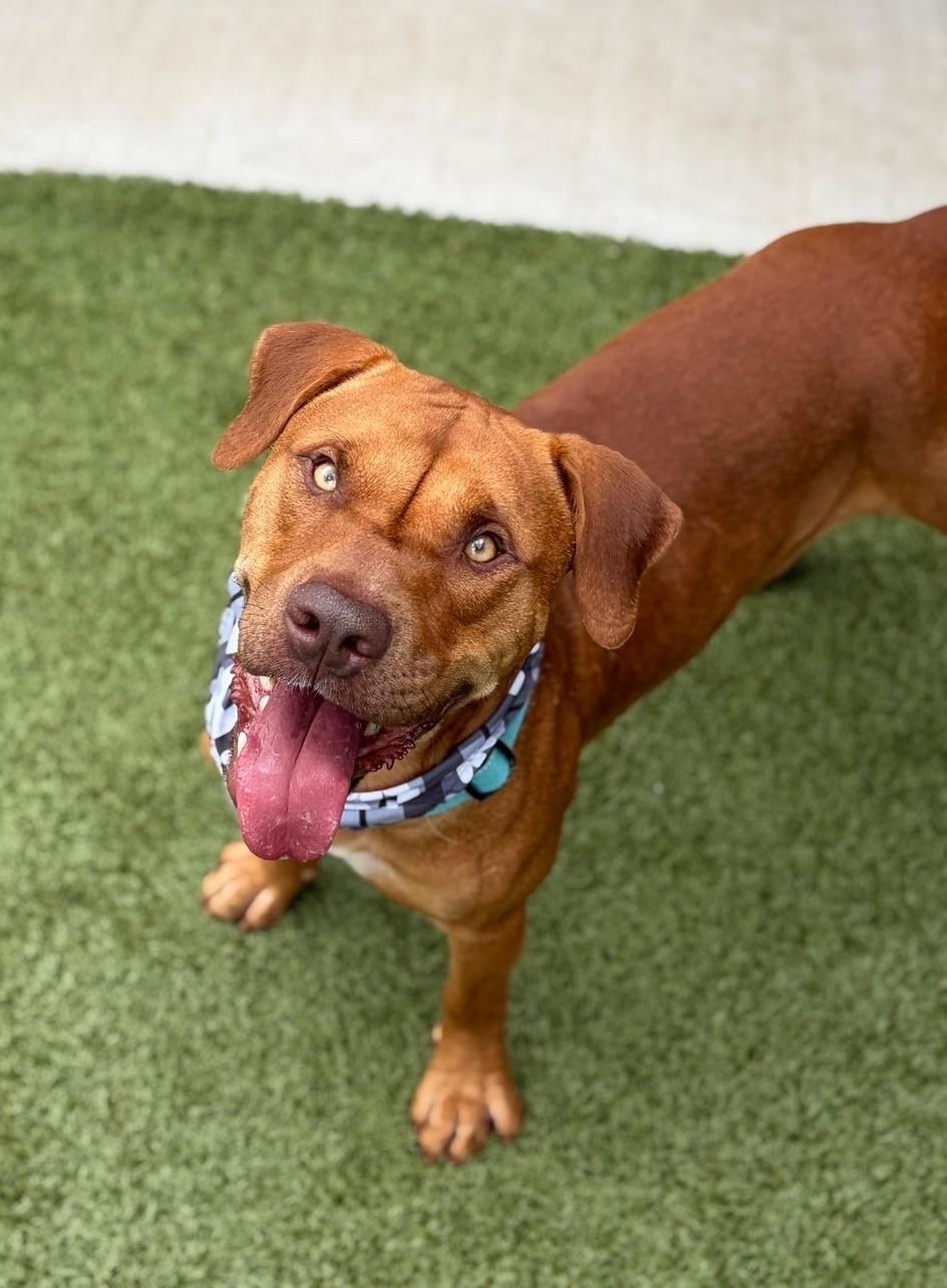Enlarge Mister, a ADOPTABLE Pit Bull Terrier in Fayetteville, AR image 1/6