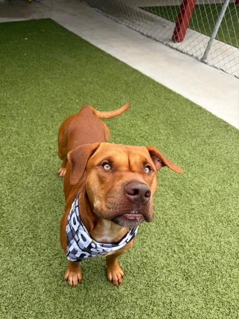 Enlarge Mister, a ADOPTABLE Pit Bull Terrier in Fayetteville, AR image 5/6