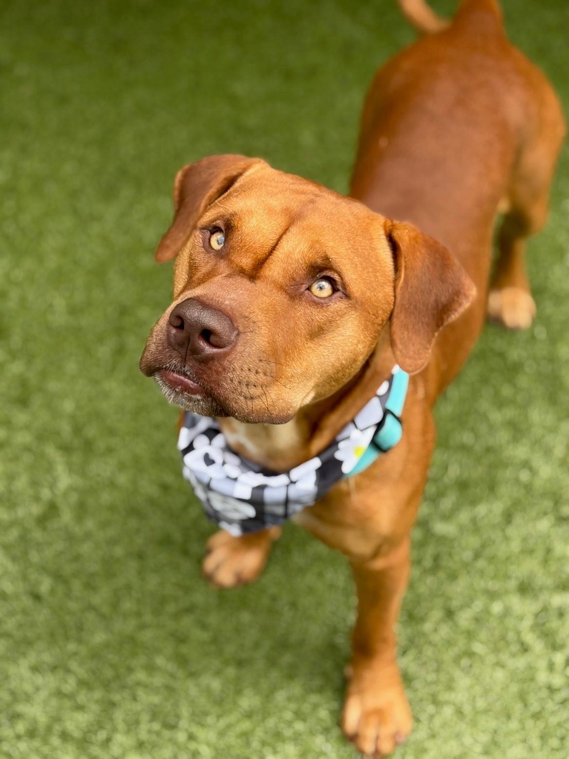 Enlarge Mister, a ADOPTABLE Pit Bull Terrier in Fayetteville, AR image 3/6