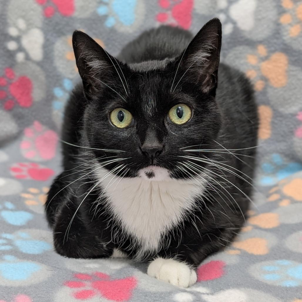 Ezra, Adoptable, Adult Female Domestic Short Hair.