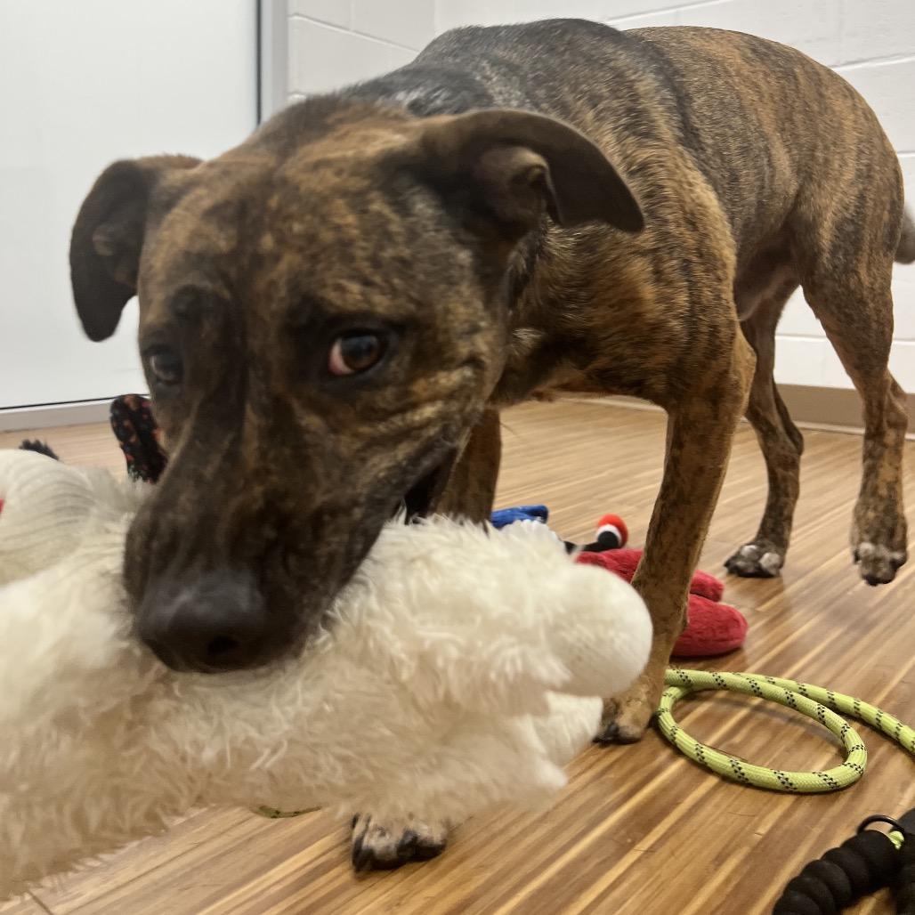 Gryffin, a Adoptable Mixed Breed in Sarasota, FL image 2/6