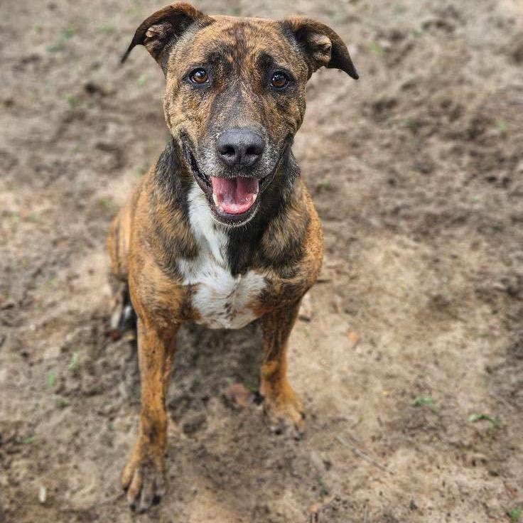 Gryffin, a Adoptable Mixed Breed in Sarasota, FL image 3/6
