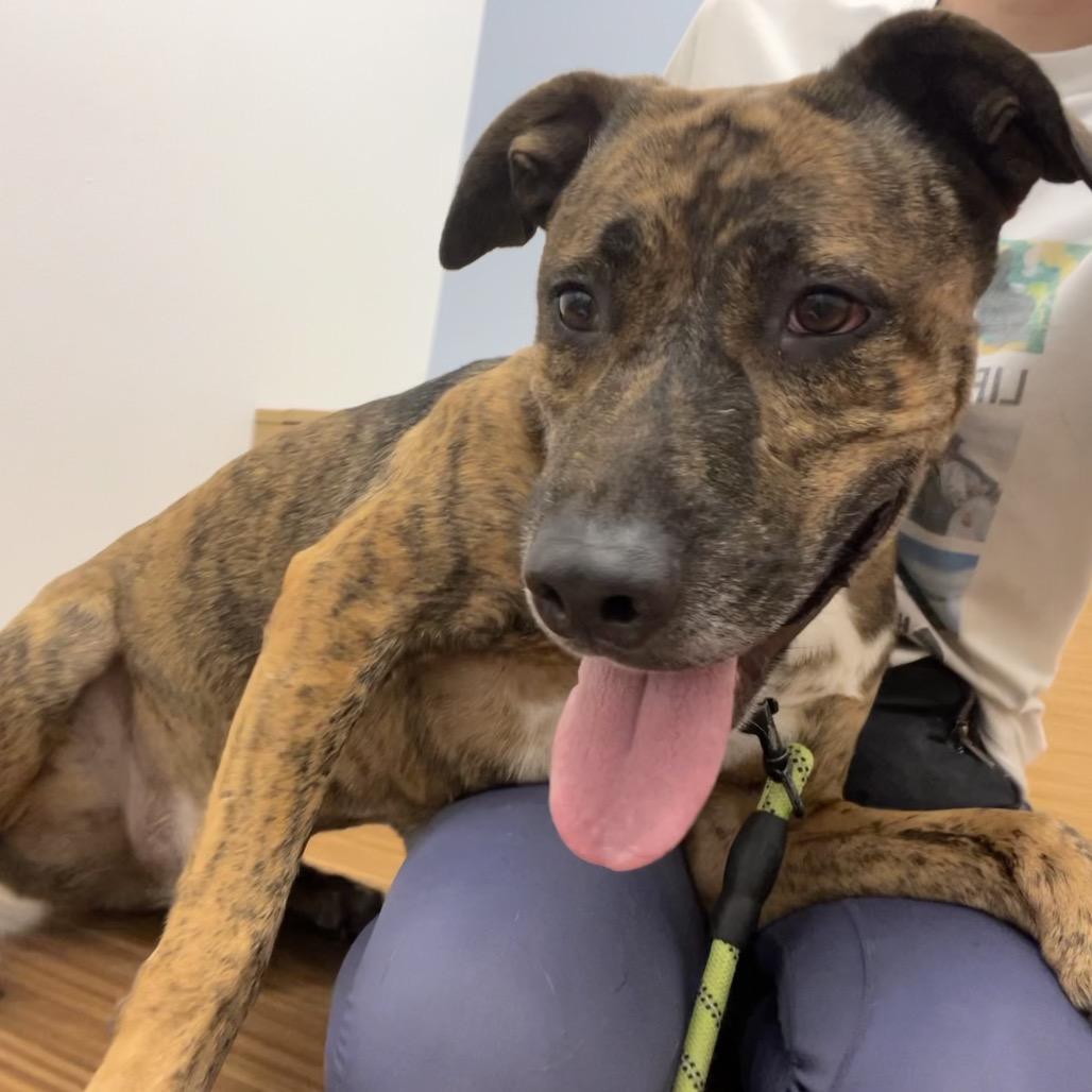 Gryffin, a Adoptable Mixed Breed in Sarasota, FL image 4/6