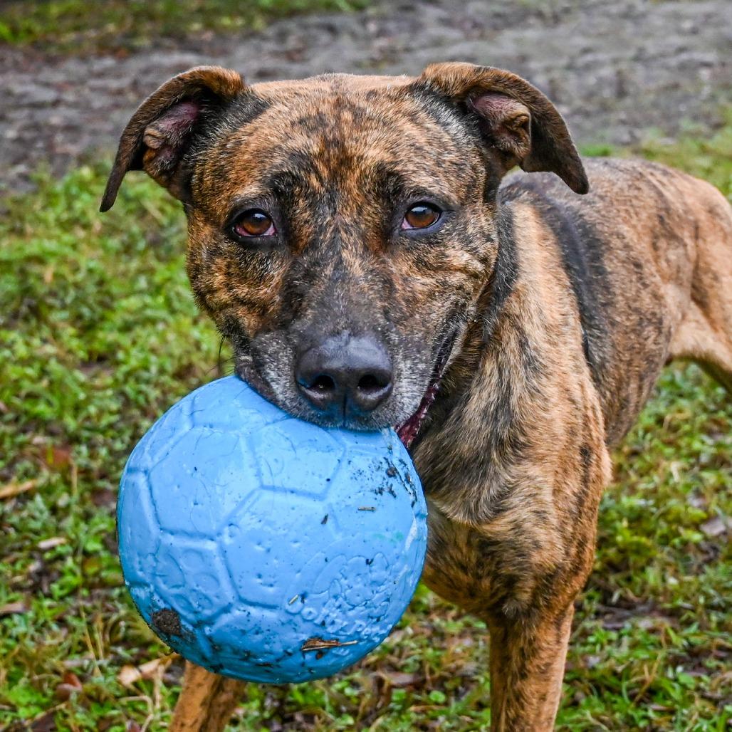 Gryffin, a Adoptable Mixed Breed in Sarasota, FL image 5/6