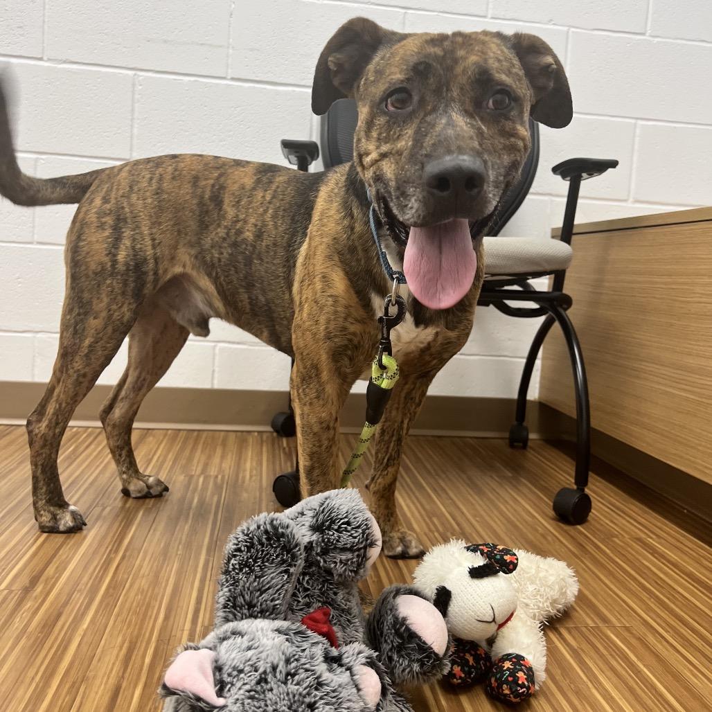 Gryffin, a Adoptable Mixed Breed in Sarasota, FL image 6/6