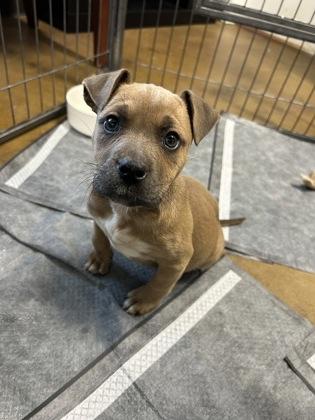 Enlarge Reily, an adoptable mixed breed in Bishop, GA image 5/6