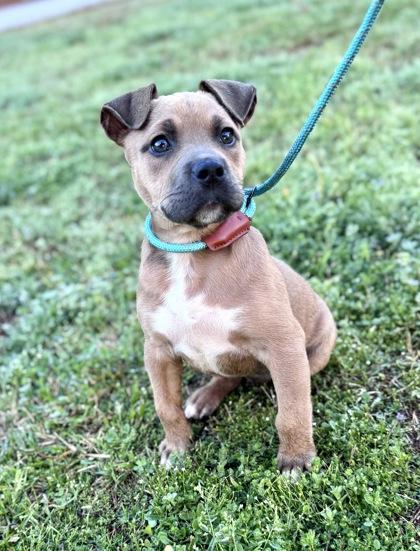 Enlarge Reily, an adoptable mixed breed in Bishop, GA image 2/6