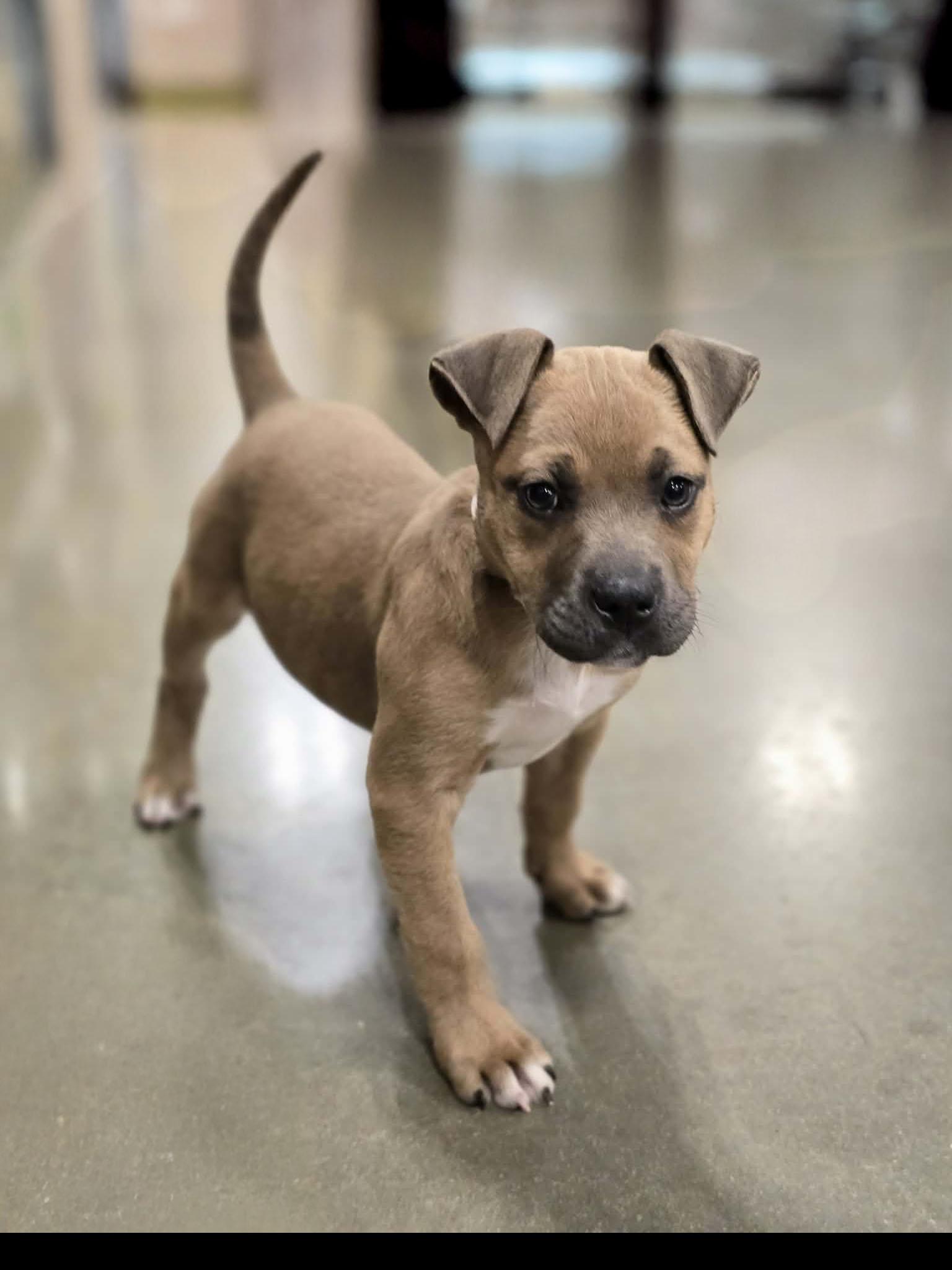 Enlarge Reily, an adoptable mixed breed in Bishop, GA image 3/6