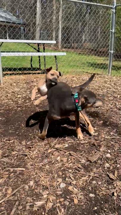 Enlarge Reily, an adoptable mixed breed in Bishop, GA video 6/6