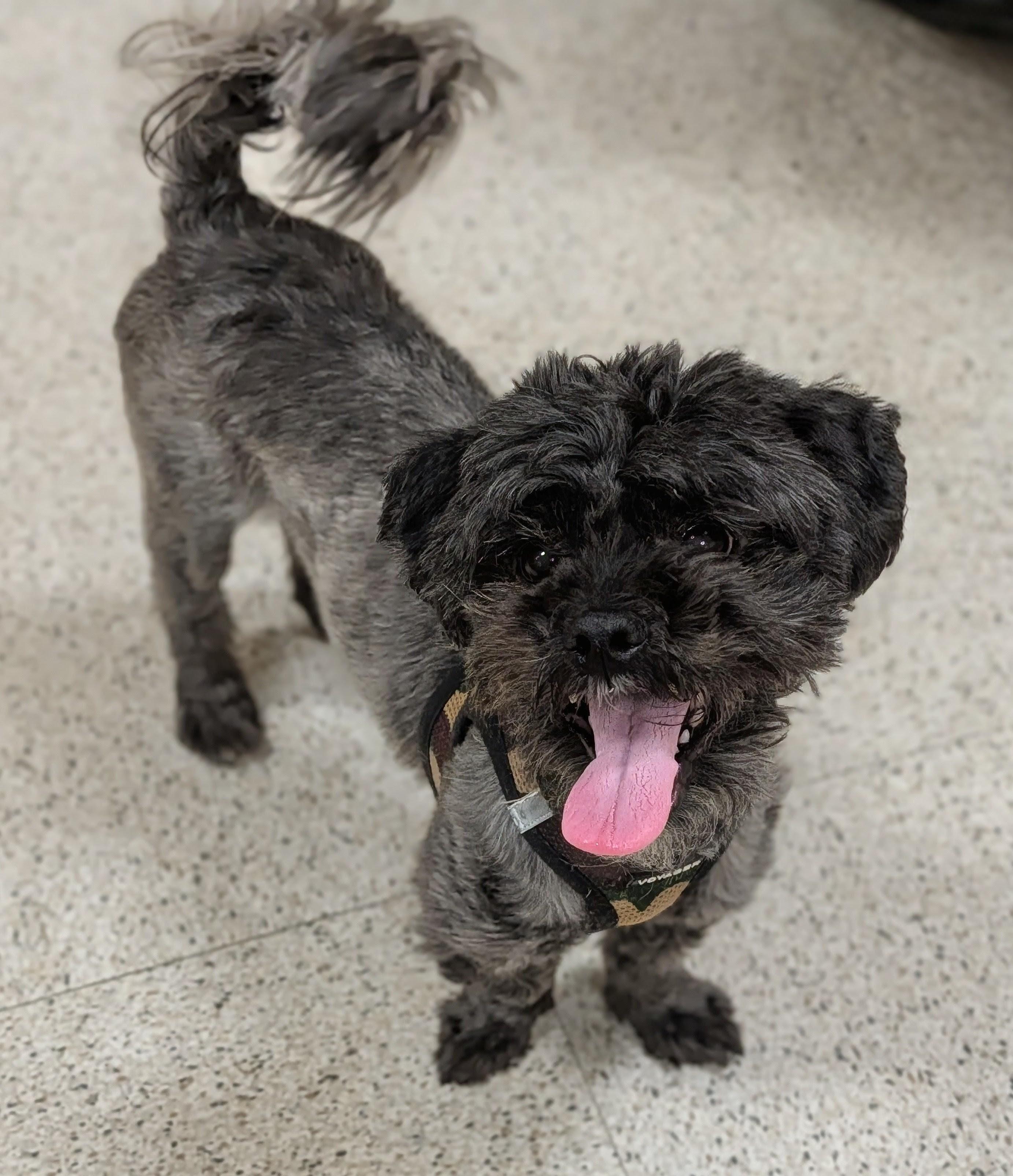 Enlarge Gumdrop, a ADOPTABLE mixed breed in Baton Rouge, LA image 4/4