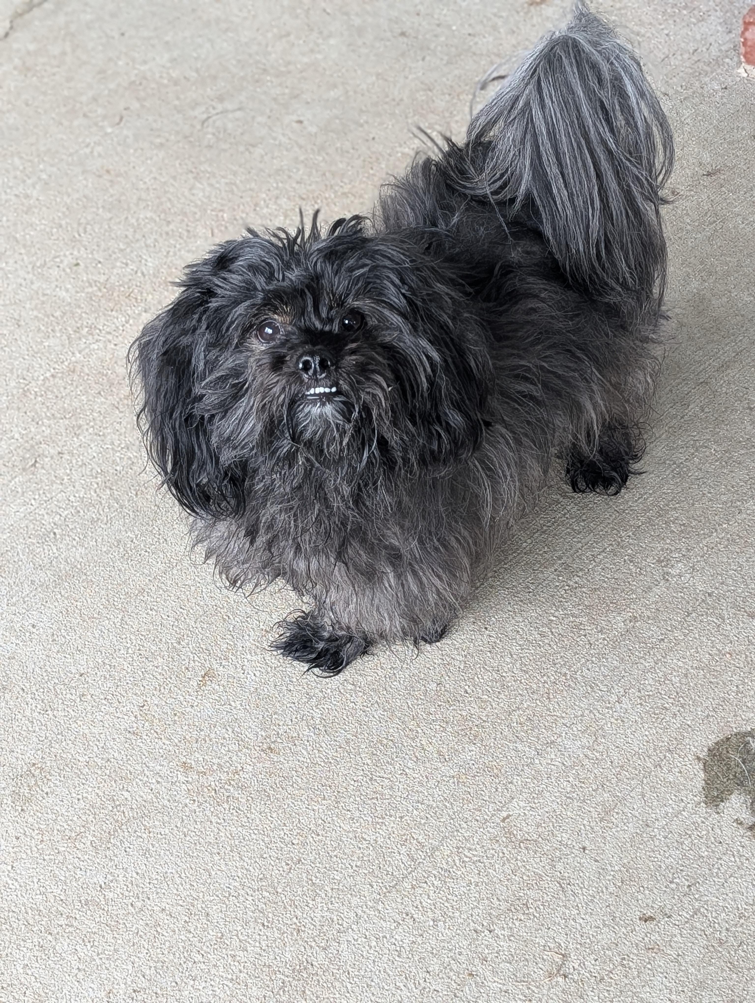 Enlarge Gumdrop, a ADOPTABLE mixed breed in Baton Rouge, LA image 2/4