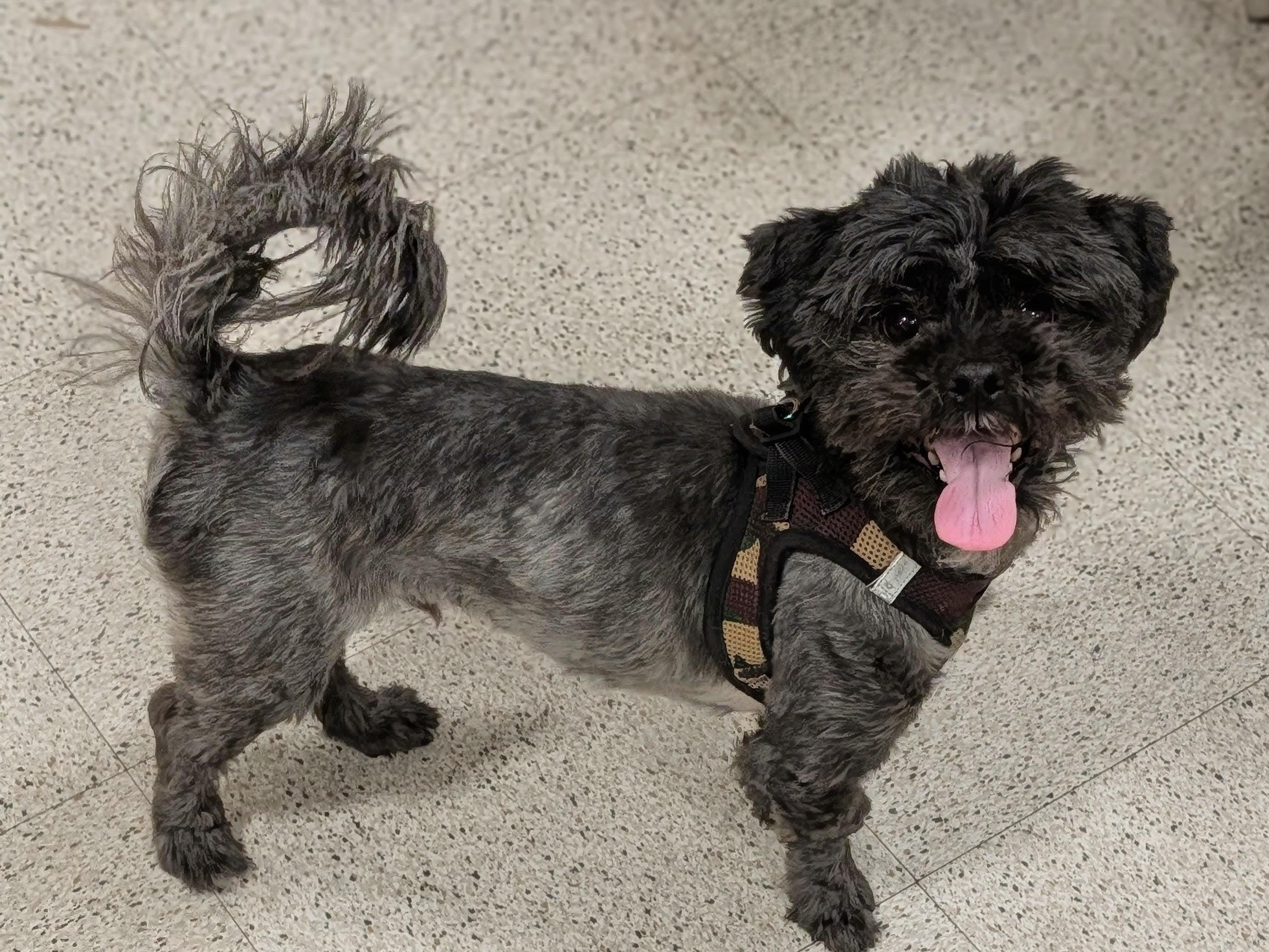 Gumdrop, ADOPTABLE, Adult Male Shih Tzu.