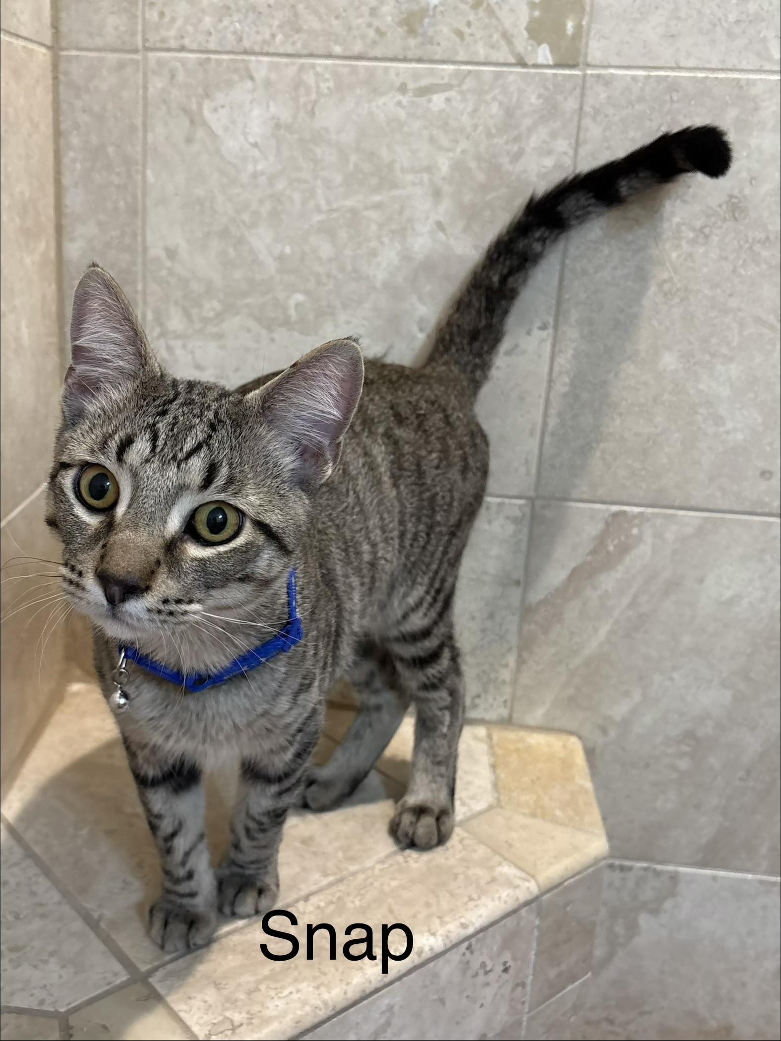 Enlarge Snap & Pop (BONDED BROTHERS), a Adoptable mixed breed in Orland Park, IL image 2/6