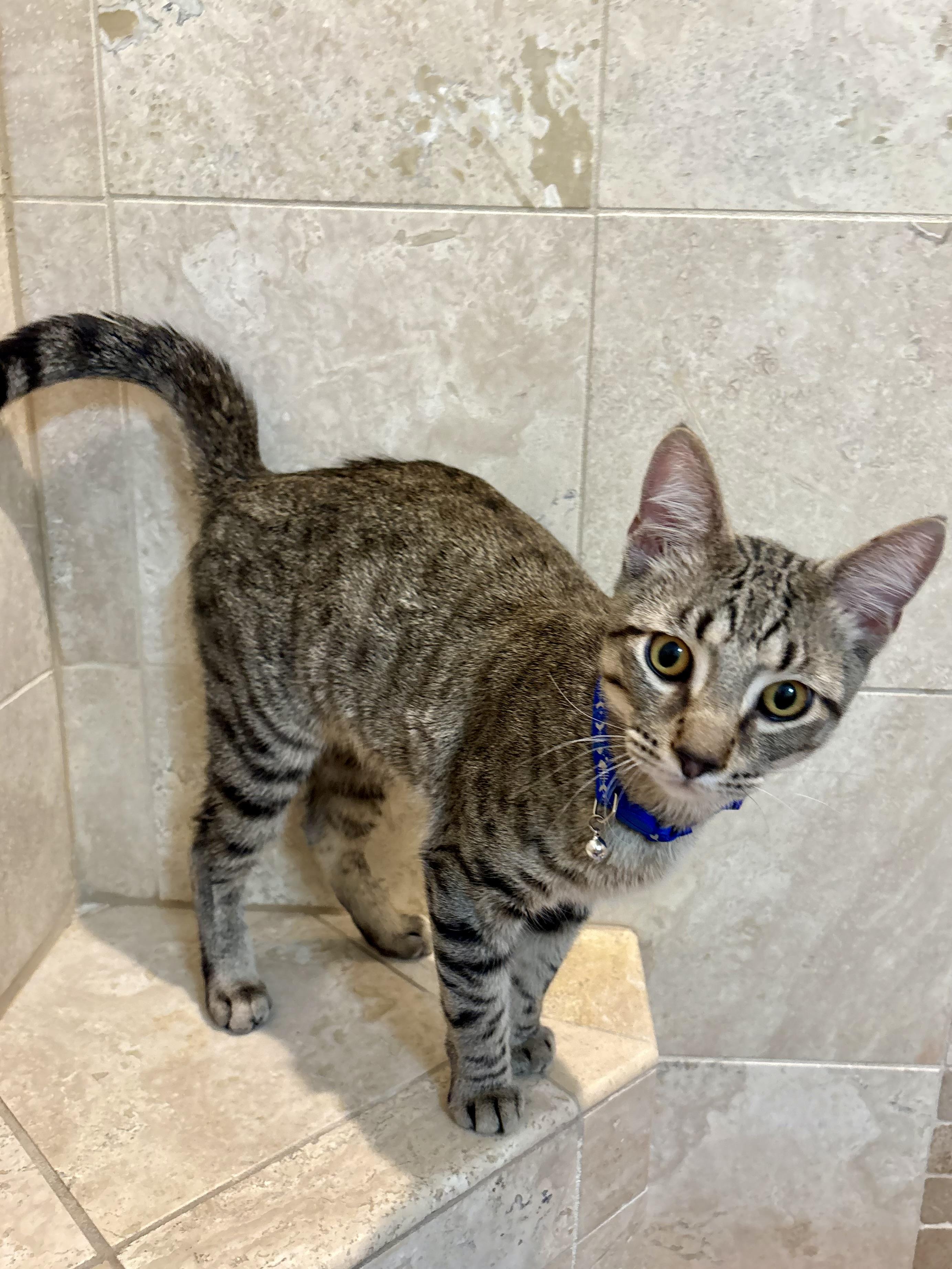 Enlarge Snap & Pop (BONDED BROTHERS), a Adoptable mixed breed in Orland Park, IL image 4/6