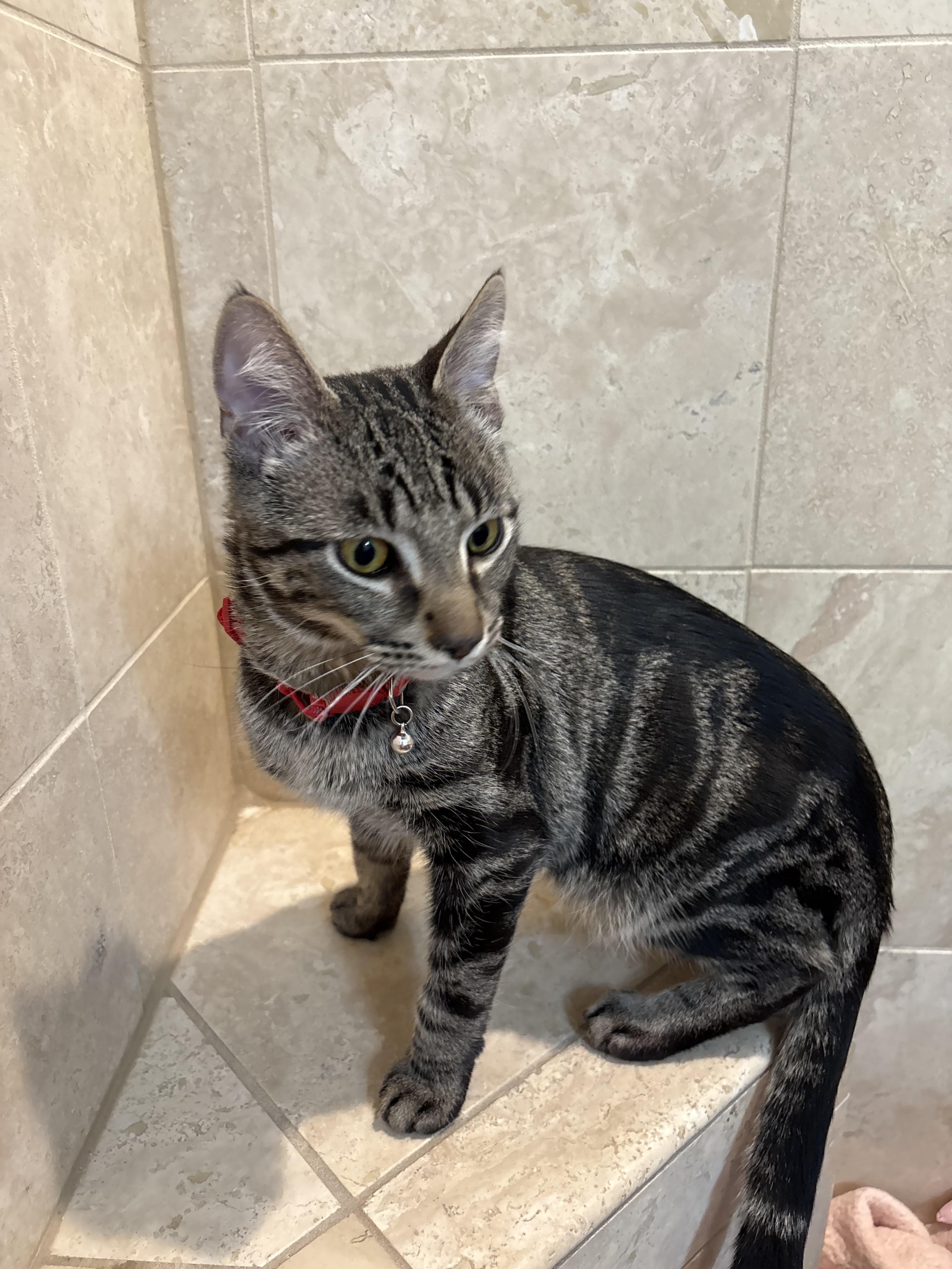 Enlarge Snap & Pop (BONDED BROTHERS), a Adoptable mixed breed in Orland Park, IL image 6/6
