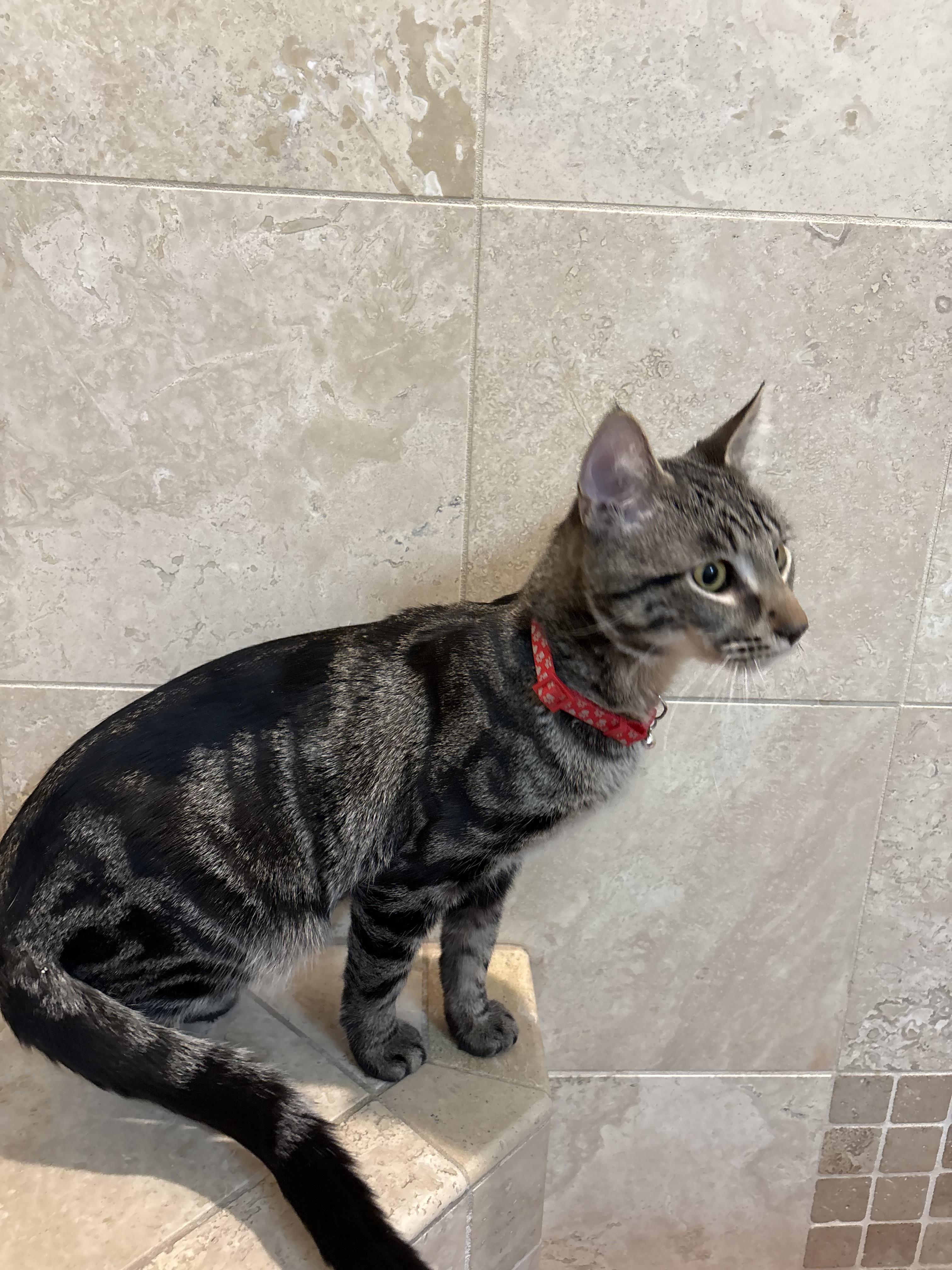 Enlarge Snap & Pop (BONDED BROTHERS), a Adoptable mixed breed in Orland Park, IL image 5/6