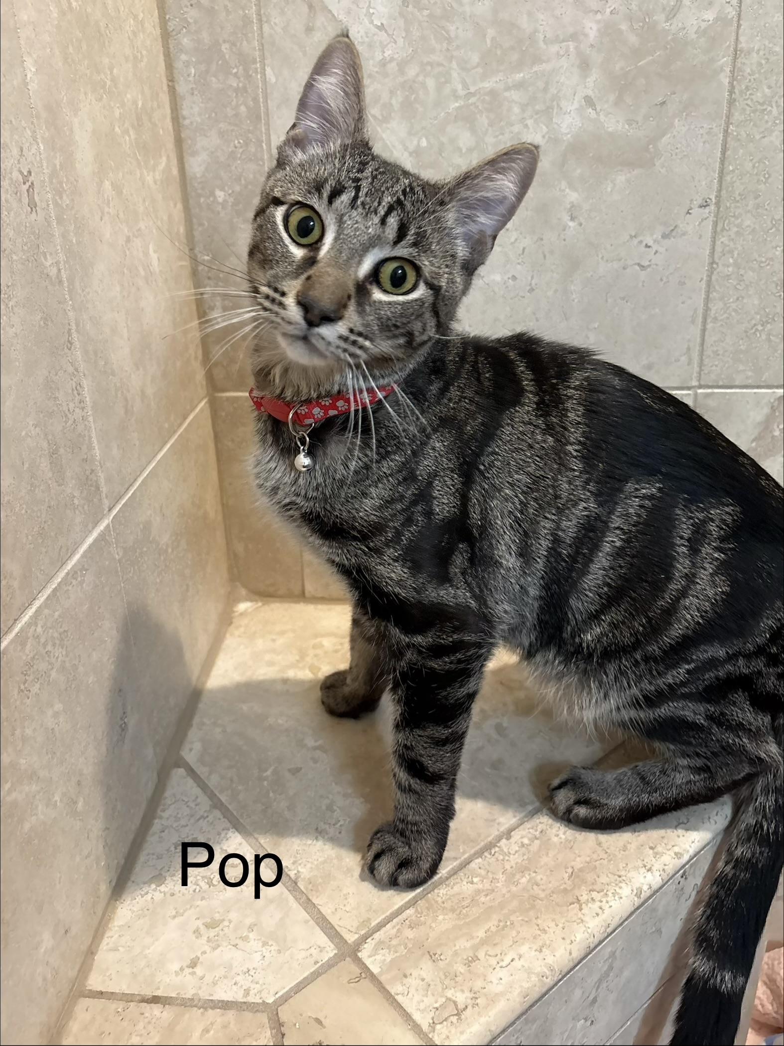 Enlarge Snap & Pop (BONDED BROTHERS), a Adoptable mixed breed in Orland Park, IL image 1/6